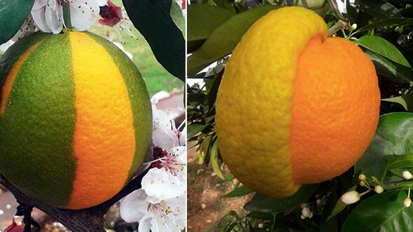 YarÄ±sÄ± limon, yarÄ±sÄ± portakal meyve hayrete dÃ¼ÅÃ¼rdÃ¼