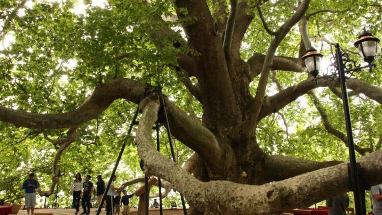 Türkiye'nin en iyi 10 anıt ağacı 
