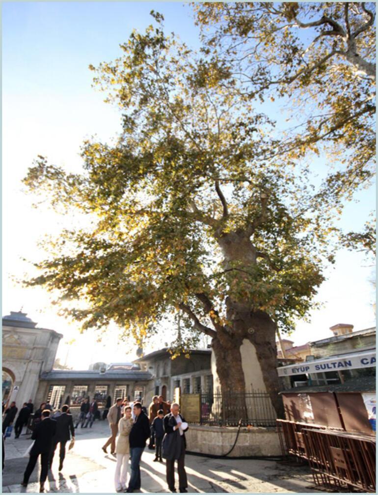 Türkiyenin en iyi 10 anıt ağacı