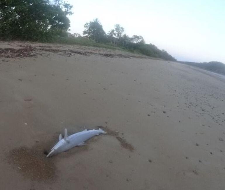Köpekbalıkları kıyıya vurdu