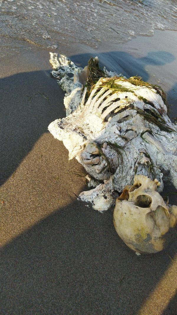 Samsun'da sahilde yürüyüş yapanlar fark etti! İskelet kıyıya vurdu