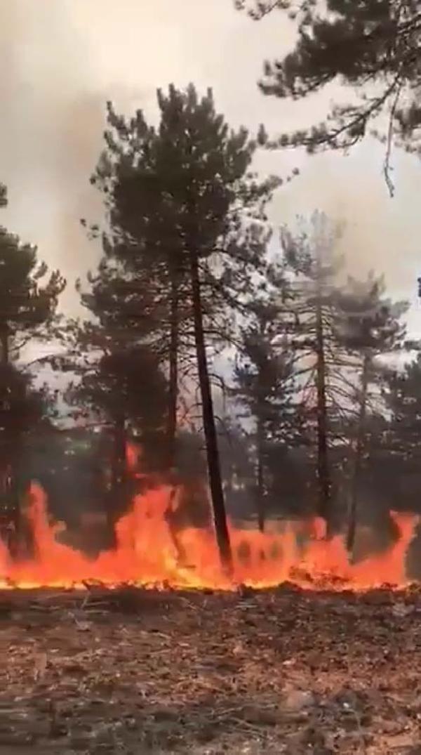 Son dakika... Ankara'da orman yangını