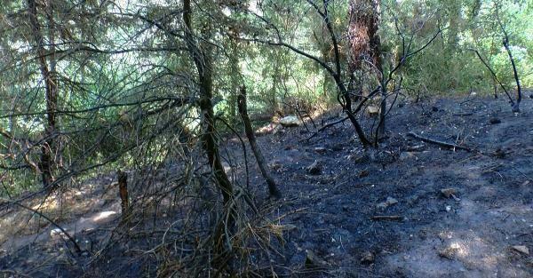 Aydos Ormanı'nda çıkan yangın büyümeden söndürüldü