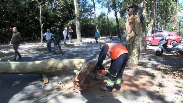 Sarıyer'de çınar ağacı yola devrildi