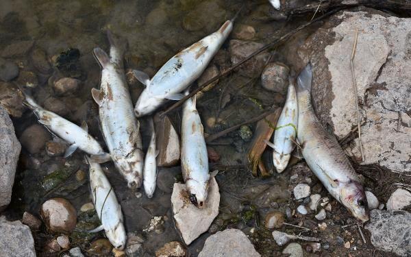 Kızılırmak'ta balık ölümleri! Harekete geçildi