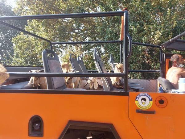Marmaris'teki yangın 5 gündür devam ediyor! 35 keçi yanmaktan kurtarıldı