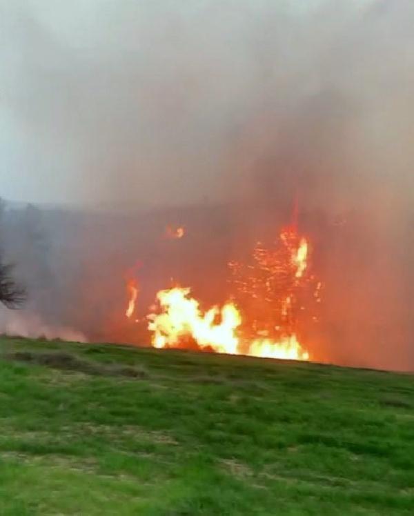 Muğla'daki orman yangınında sabotaj şüphesi! Soruşturma başlatıldı