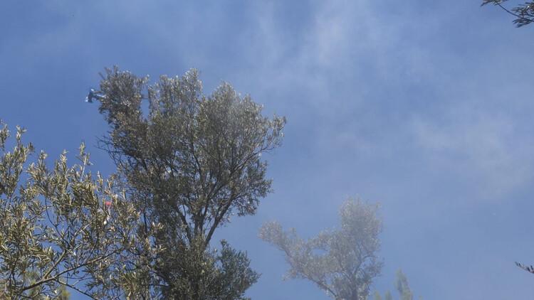 Son dakika haberi: Edremit'te zeytinlik alanda yangın paniği