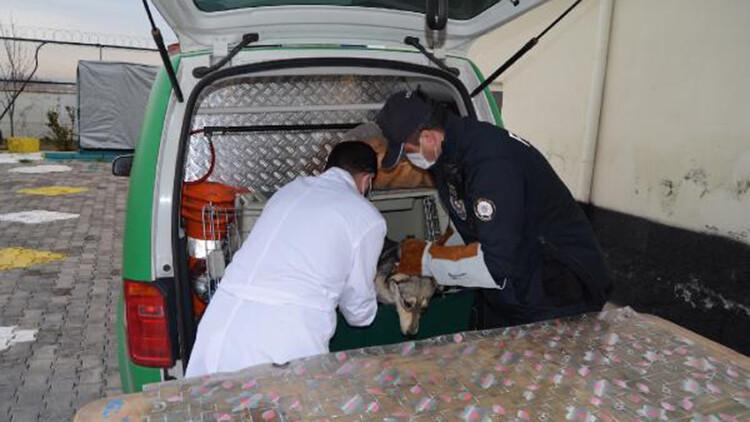 Yaralı köpeği veterinere 'HAYDİ' polisleri yetiştirdi