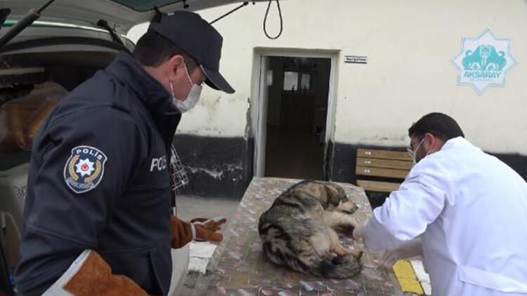 Yaralı köpeği veterinere 'HAYDİ' polisleri yetiştirdi
