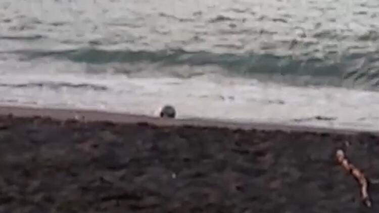 Düzce'de kıyıya Rus yapımı mayın tetikleyicisi vurdu
