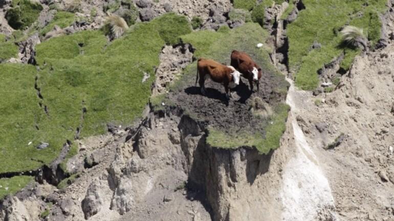 Yeni Zelandada mahsur kalan inekler kurtarılmış